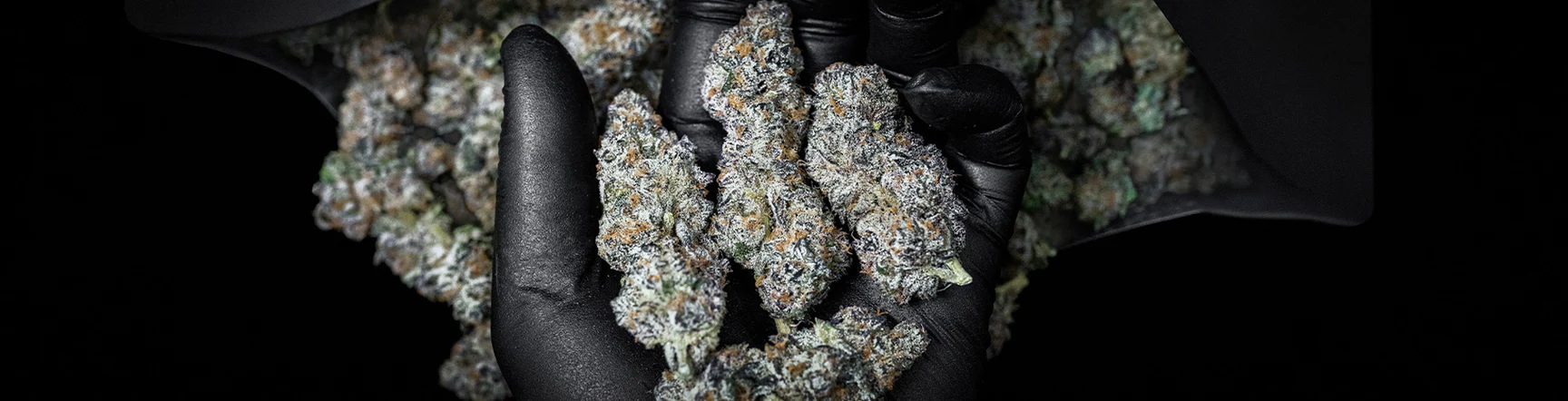 STIIIZY Premium Cannabis Flower