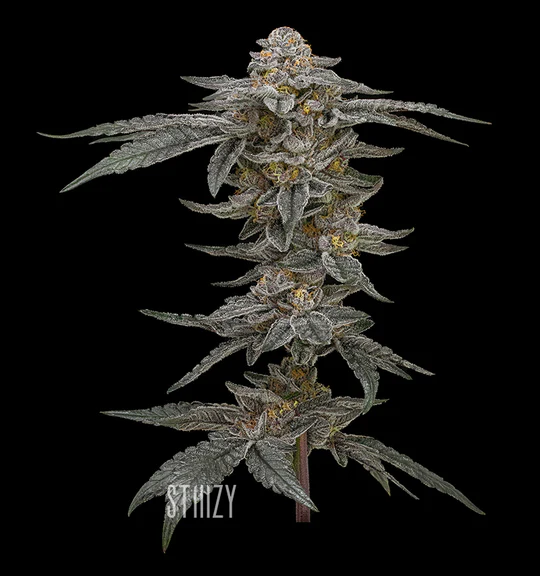 STIIIZY Flower